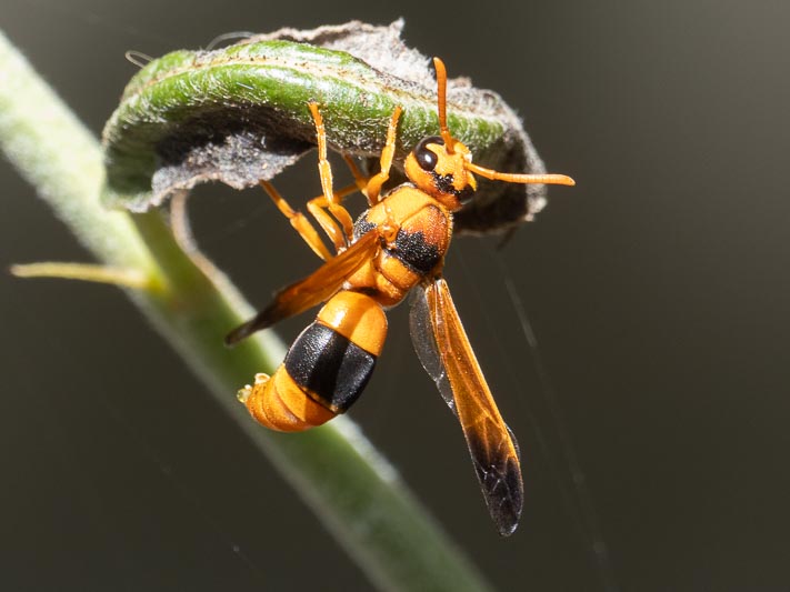 Abispa sp (Large Australian Mason Wasp).jpg